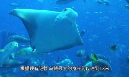 海洋生物视频,揭秘深海生物的神秘世界